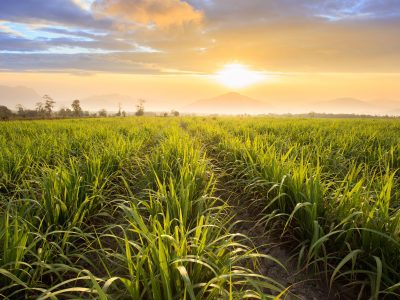 Aumento da área da cana-de-açúcar nesta temporada é a maior das últimas cinco safras